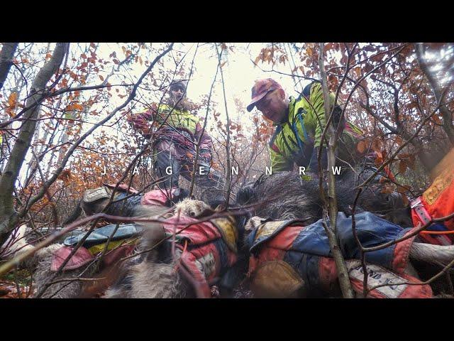 Drückjagd in der Brombeer-Hölle mit der Sauhund-Meute – Hunt on Demand Ausschnitt