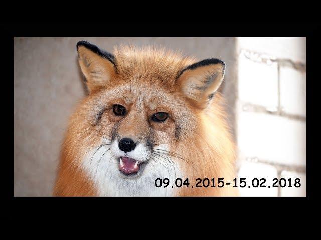 It's Been a Whole Year since We Lost Rick the Fox