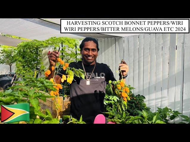 HARVESTING SCOTCH BONNET PEPPERS/WIRI WIRI PEPPERS/BITTER MELONS/GUAVA ETC 2024