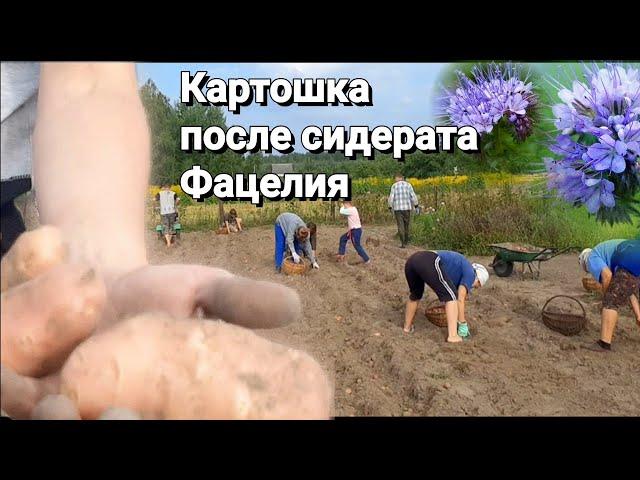 Сидерат Фацелия! Урожай Картошки После Пересева Огорода Культурой. Отличный Результат! Фацелия!