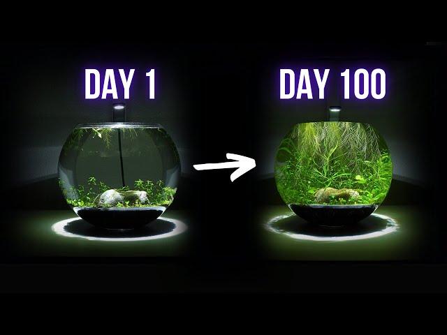 100 DAYS LATER EMPTY BOWL TRANSFORMED INTO THIS | EP2 BOWL AQUARIUM ECOSYSTEM