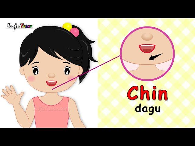 Belajar Bahasa Inggris Bagian Tubuh Manusia (Body Parts)