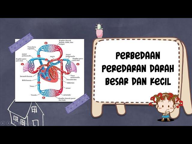 PERBEDAAN PEREDARAN DARAH BESAR DAN KECIL