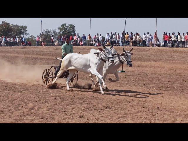 harshit patel kudwari pachgaon aur dhenki wala bail | racing bull | ox races