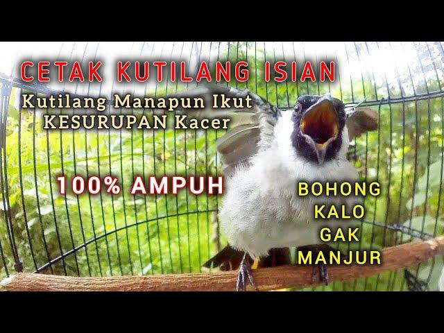 100% KUTILANG MANAPUN CEPAT MENIRUKAN SUARA KUTILANG GACOR FULL ISIAN KESURUPAN KACER INI.