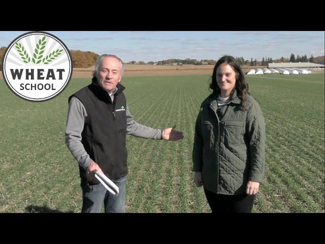 Wheat School: Narrow rows drive winning winter wheat