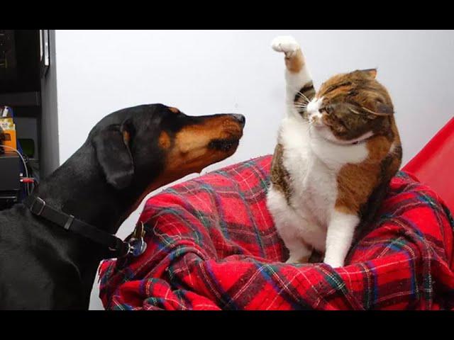  Can I pet you?  Funny video with dogs, cats and kittens! 