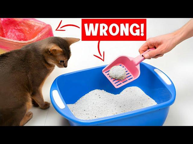 Never make THESE MISTAKES with YOUR CAT'S LITTER BOX! 