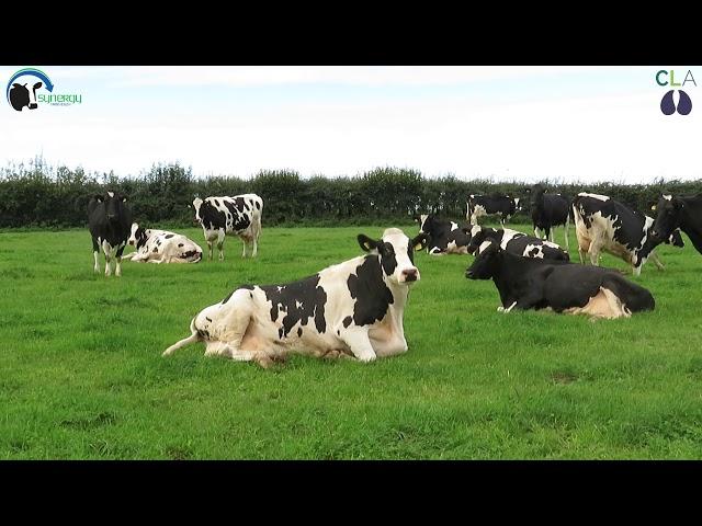 Cow Comfort by Mobility Matters, The Cattle Lameness Academy