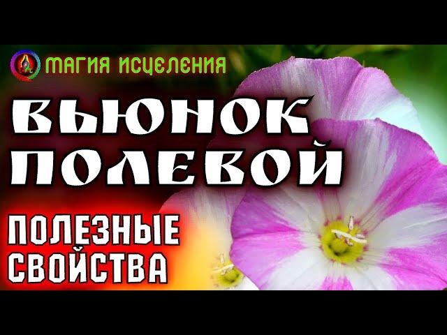 Вьюнок полевой, польза и применение | Что творит вьюнок, полезные сорняки