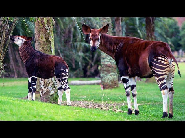 Beni the Okapi Makes First Appearance on Disney’s Animal Kingdom Lodge Savanna - Walt Disney World