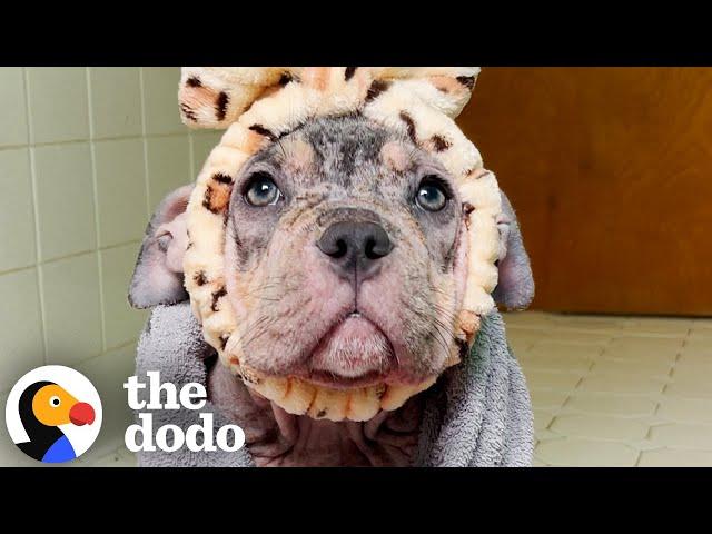 Everyone Thought This Dog Was A Puppy | The Dodo