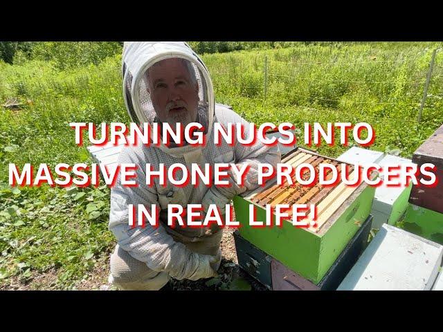 Turning nucs into massive honey producers in real life