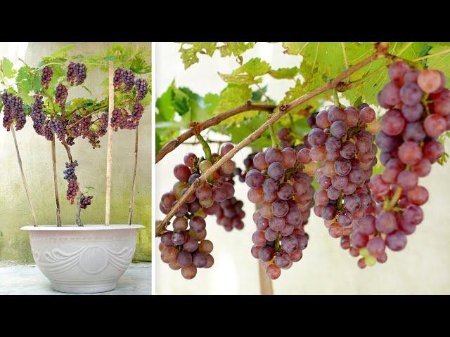 Tips For Growing Grapes At Home Are Fruitful And Easy For Everyone