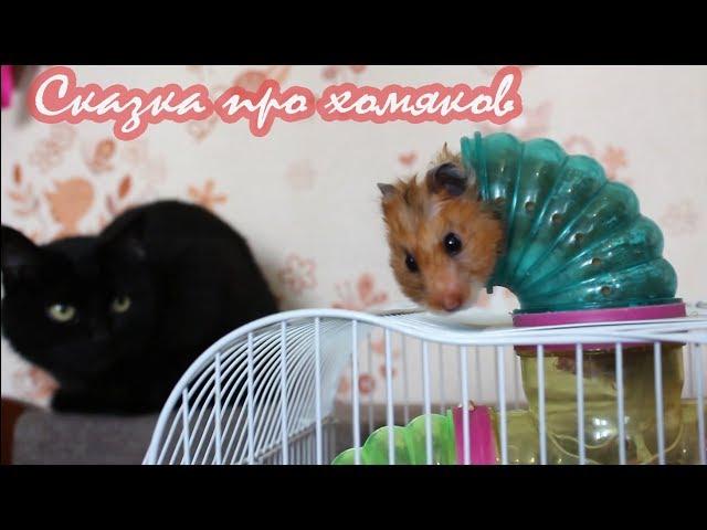 Сказка про хомяков от канала ХОМКИ. Хит 2018!  a fairy tale about hamsters