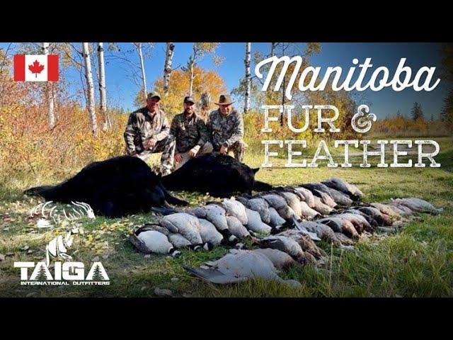 Fast Action Black Bears & Waterfowl in Manitoba!!