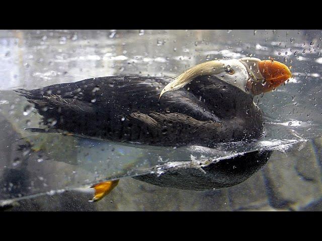 A puffin swimming underwater. He's so fast.