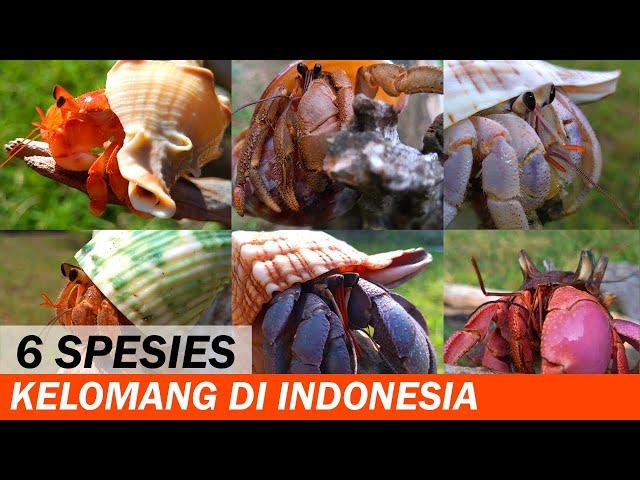 Enam Spesies Kelomang yang Berada di Indonesia | Pengetahuan Kelomang | Crabpedia