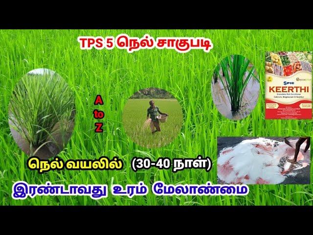 குறைந்த விலையில் நெல் வயலில் இரண்டாவது உரம் மேலாண்மை | Paddy Fertilizer Management | TPS 5 | Tamil