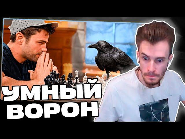 Заквиель УДИВЛЕН от самого УМНОГО ВОРОНА | Реакция на Mark Rober | Нарезка Заквиеля