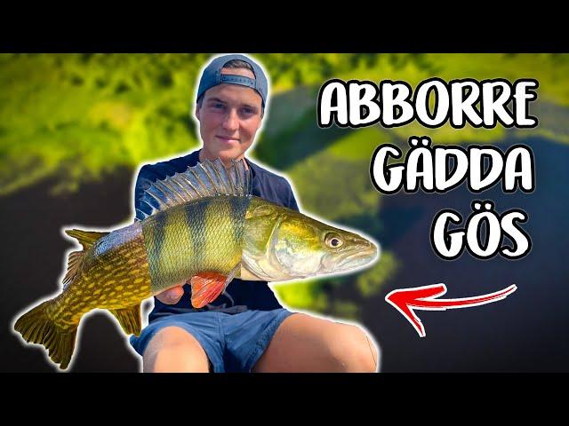 HOW MANY HOURS Will It Take To Catch PIKE / ZANDER / PERCH?! | Team Galant