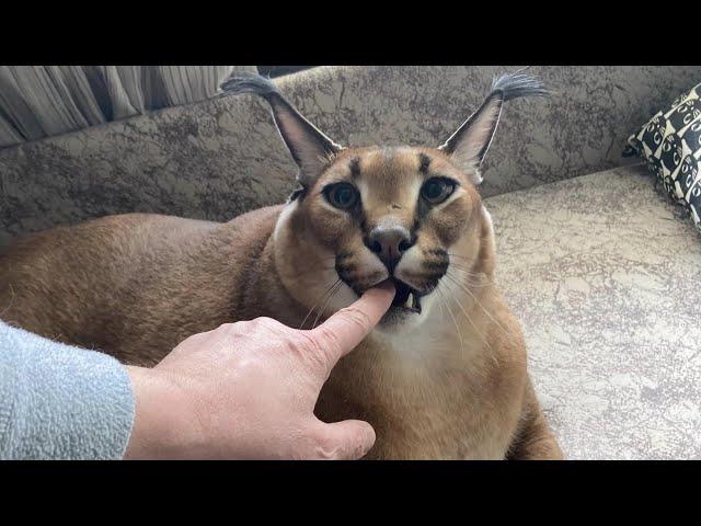Big Floppa Hissing and Kneading : Caracal