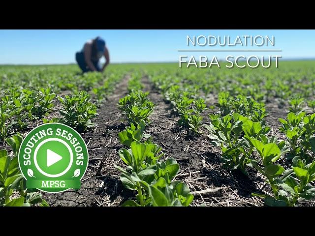 Scouting Sessions: Nodulation Assessments in Faba Beans