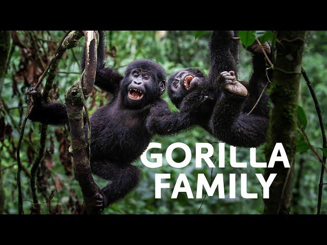 Mountain Gorillas From Life To Death | Wildlife Documentary