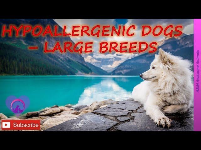 Hypoallergenic Dogs - The Large Breeds