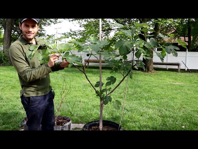 Training Fig Trees for MORE & TASTIER Figs