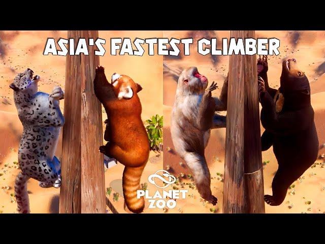 Snow Leopard, Red Panda, Japanese Macaque, Sun Bear | Planet Zoo Animals Climbing Race