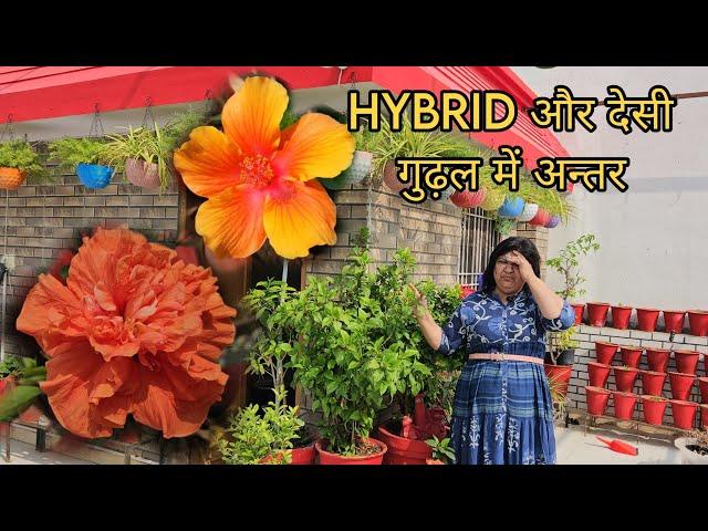 कौनसा गुढ़ल लगाए - HYBRID या देसी? || DESI VS HYBRID HIBISCUS - DIFFERENCE? || FUN GARDENING