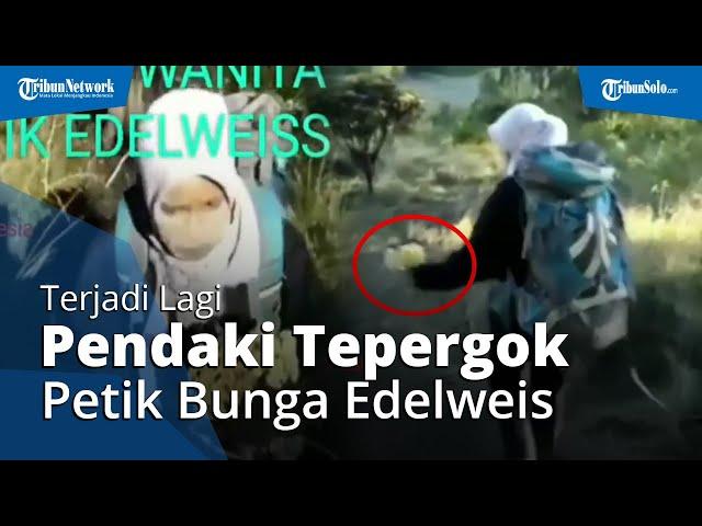 Terjadi Lagi, Video Viral Pendaki Ketahuan Petik Edelweis di Gunung Lawu