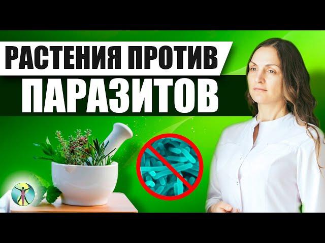 Как повысить иммунитет и избавиться от паразитов внутри нас? Профилактика народными средствами.