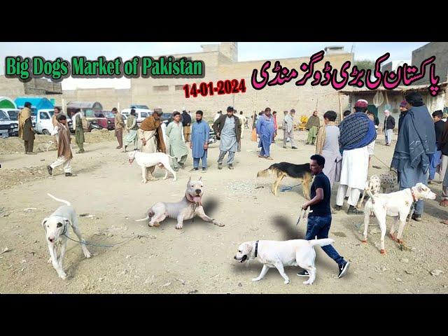 kohat Dog Mandi Today 14-01-2024 | Kohat Dog Market | Dog Mandi | Kohat Mandi | Kohat Dog Mandi 2024