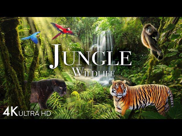 Jungle Wildlife In 4K - Animals That Call The Jungle Home | Rainforest | Scenic Relaxation Film