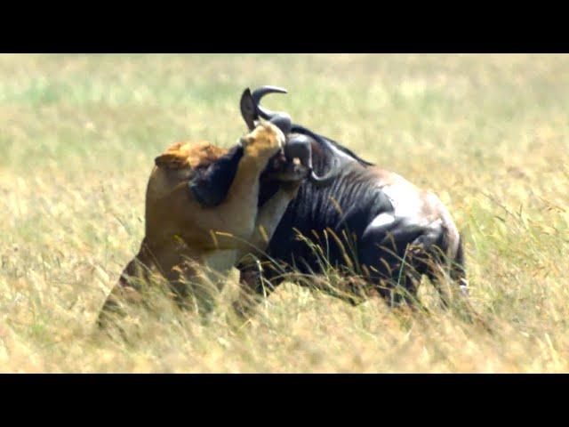 Lion Takes Down Wildebeest | 4K UHD | Dynasties | BBC Earth