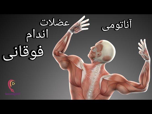 آناتومی عضلات اندام فوقانی