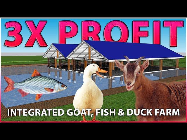 Integrated GOAT, FISH and DUCK Farming - This is the Future! Integrated Farming System