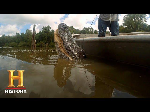 Swamp People: Willie is a One-Man Gator Master (Season 8) | History