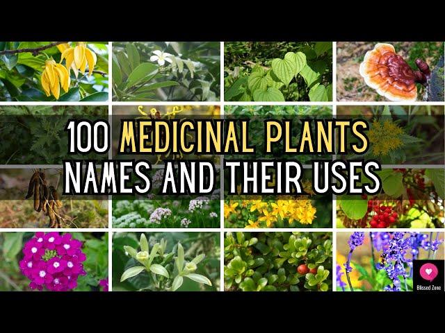 100 Medicinal Plants  Names And Their Uses | Blissed Zone