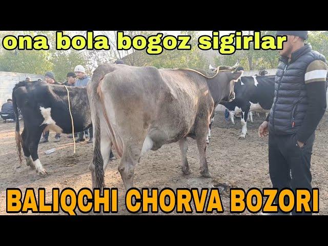 BALIQCHI CHORVA MOL BOZORI ONA BOLA BOGOZ SIGIRLAR NARXLARI ноября 2024 г.