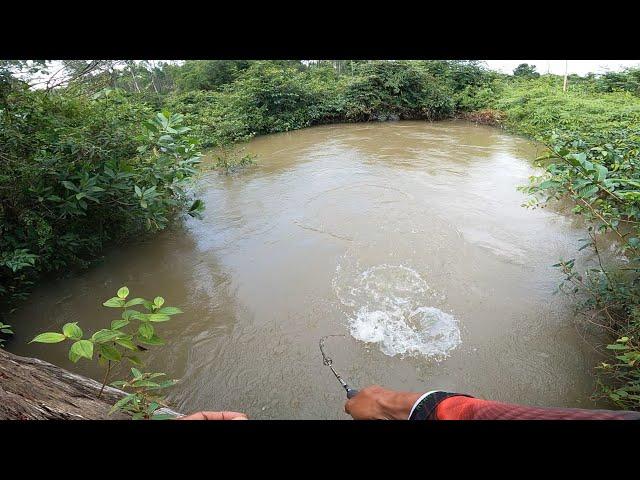 SAMBARAN SADIS DI DEPAN MATA  MANCING HAMPALA DI SUNGAI KERUH