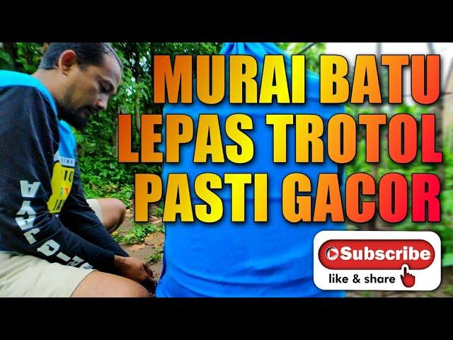 MURAI BATU LEPAS TROTOL pasti gacor bila di rawat dengan konsisten || tidak perlu pakai doping