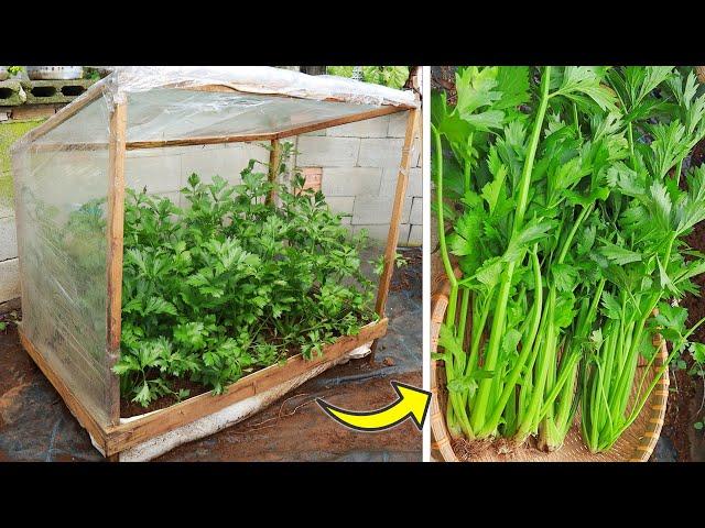 great idea |growing celery plants in a mini greenhouse