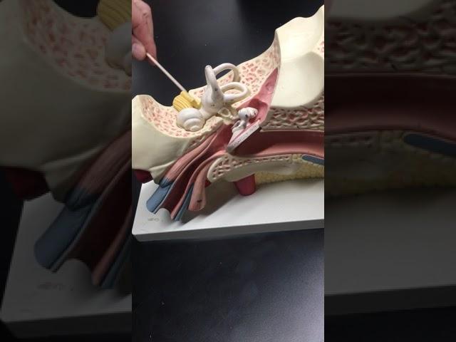 Quick Review of the Ear with Dr. Masi