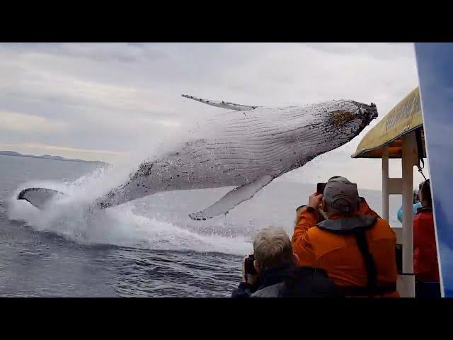 Whale jumps out of nowhere during sight seeing tour.