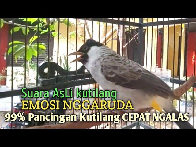 Suara Burung Kutilang Gacor ASLI Tanpa isian, Ampuh untuk Pikat Kutilang bikin kutilang Ribut gacor