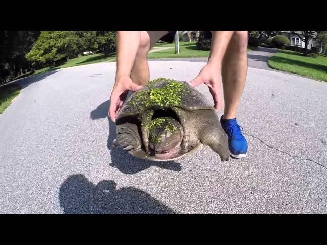 FLORIDA SOFTSHELL TURTLE RESCUE