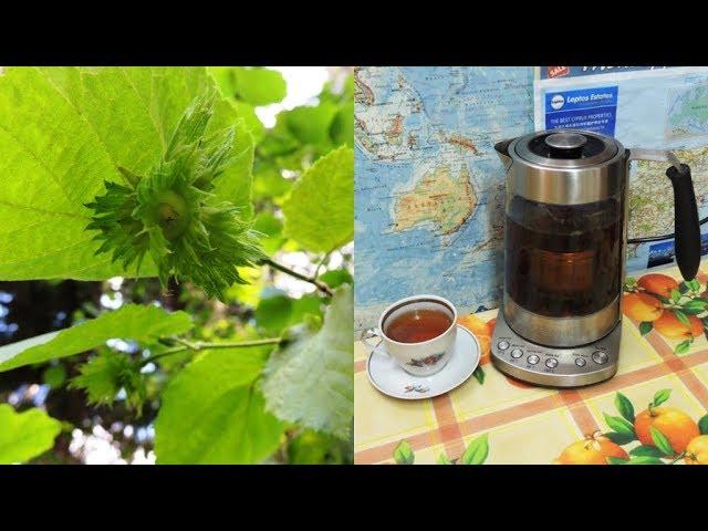 Nut tea made from hazel leaves. Varicose veins, thrombophlebitis and adenoma. Nut tea.